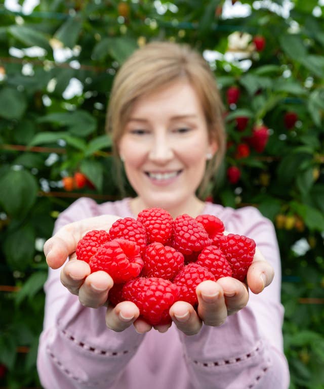 Raspberry Harvest Scotland