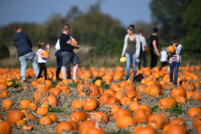 Undley Pumpkin Patch