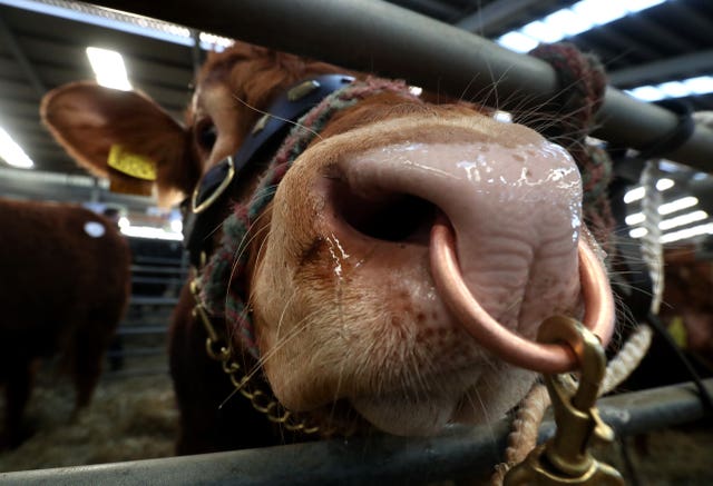 United Auctions’ Stirling Bull Sales