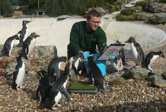 Annual weigh-in at Whipsnade Zoo