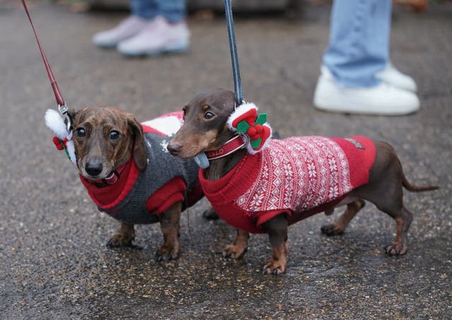 Christmas Sausage Dog Walk