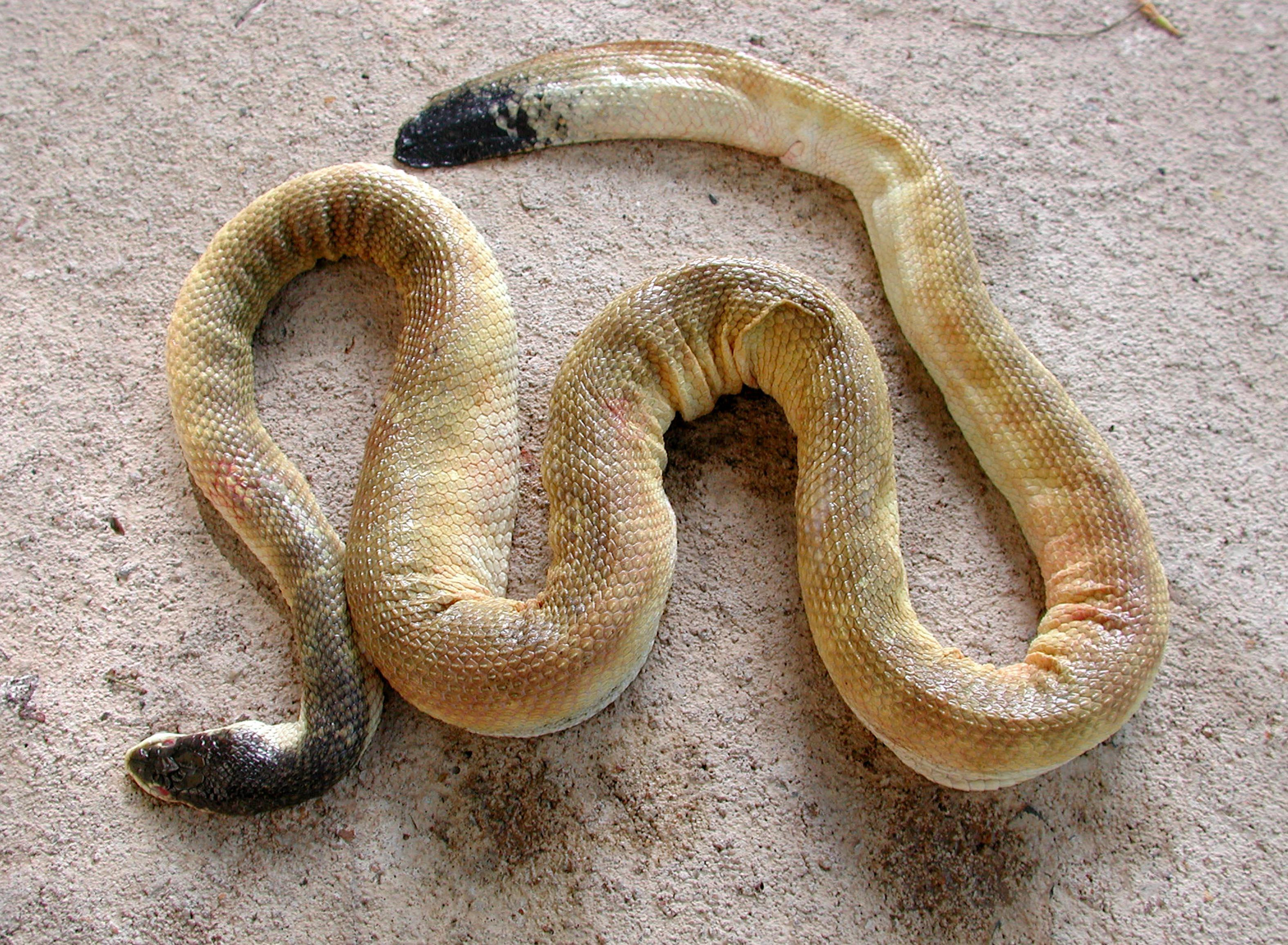 Бахтур змея