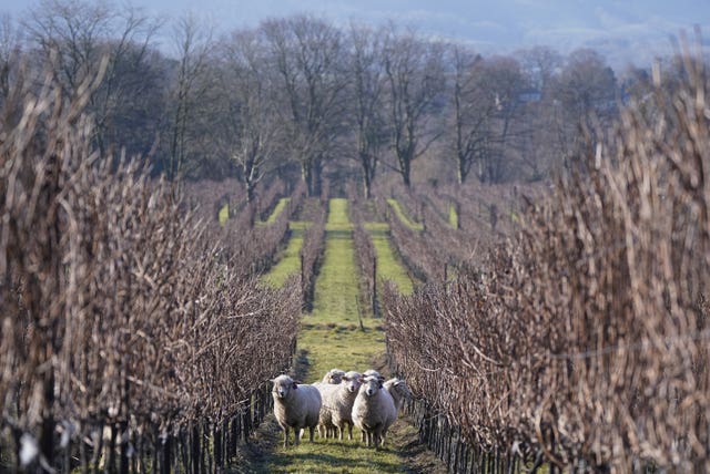 Nyetimber Vineyard sheep