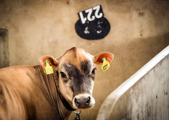Cow in pen