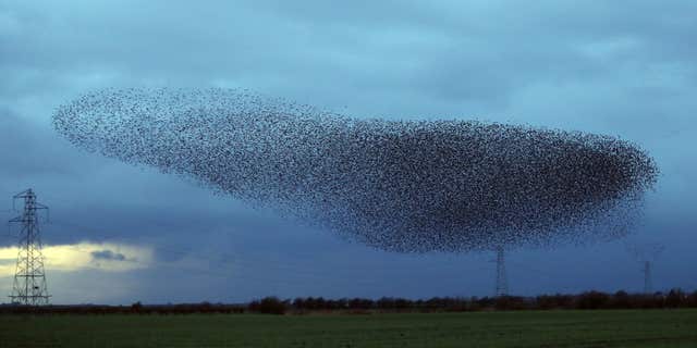 Starling murmuration