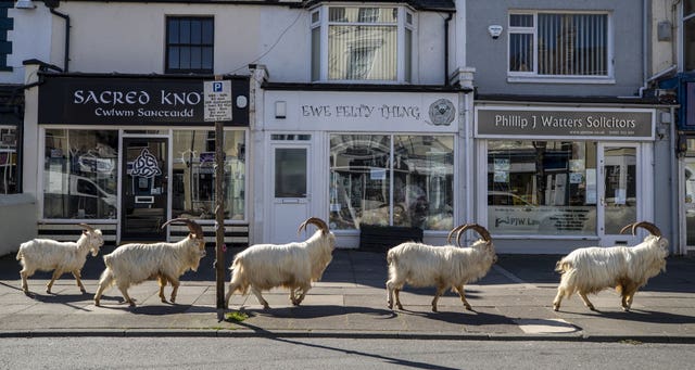 A herd of goats taking advantage of quiet streets near Trinity Square, in Llandudno