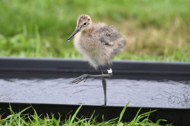 Godwit chicks born