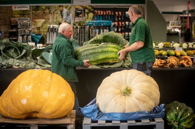 Harrogate Autumn Flower Show giant vegetable competition