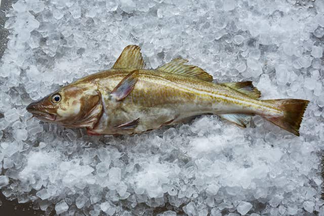 Cod stocks have declined