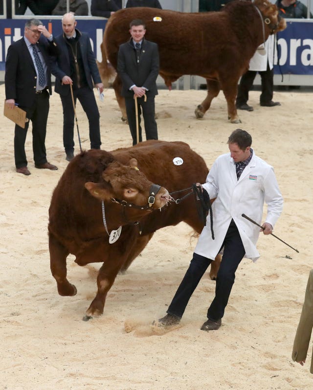 United Auctions’ Stirling Bull Sales