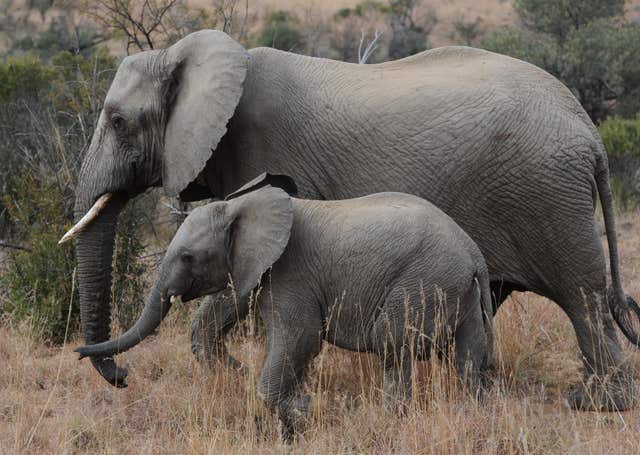 Elephant poaching report