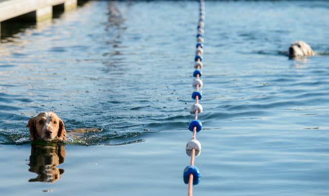 Swimming gala for dogs