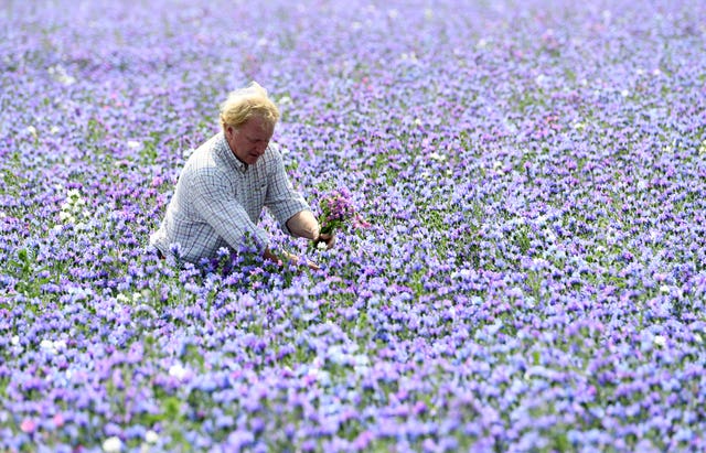 Fairking Ltd co-director Andrew Fairs inspects his crop of echium in the village of Feering in Essex