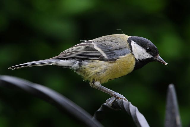 Garden birds stock
