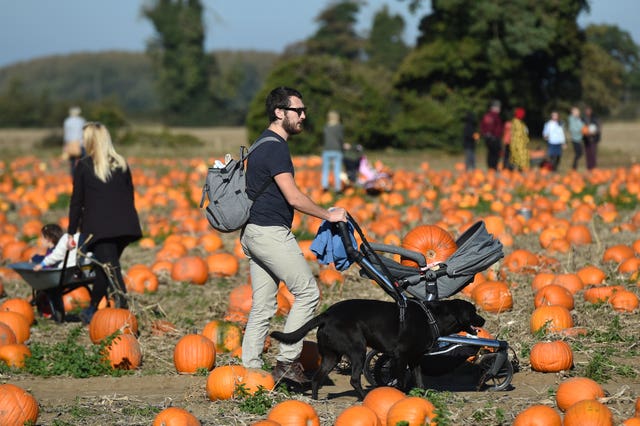 Undley Pumpkin Patch