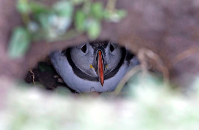 Rangers survey puffin burrows for evidence of breeding pairs (Owen Humphreys/PA)