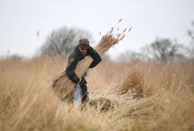 Reed cutting