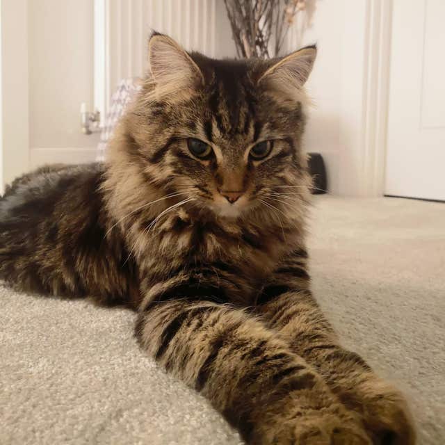 Harry the cat