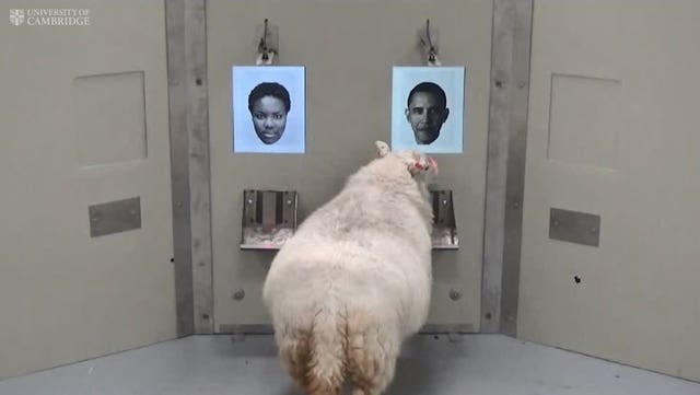 Sheep facial recognition experiment