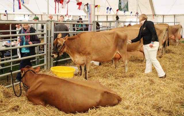 Cows