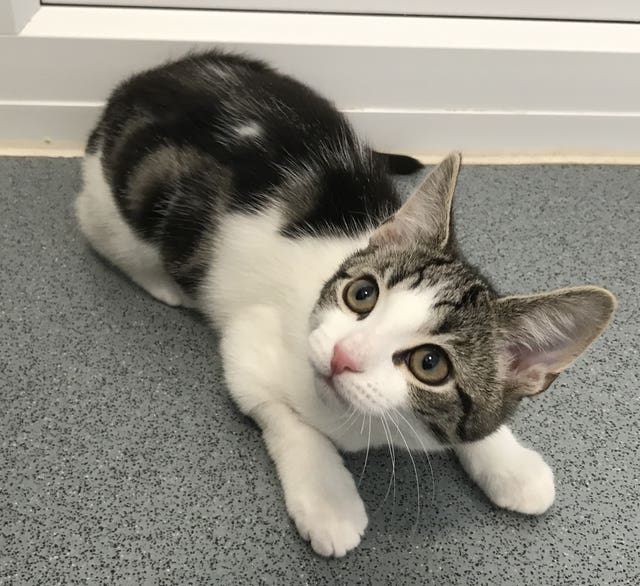 Hope the homeless kitten