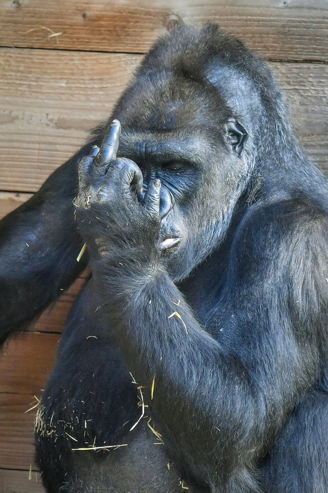 Gorilla family at Bristol Zoo