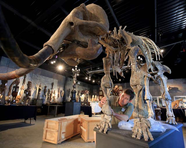 Woolly mammoth sale – Sussex