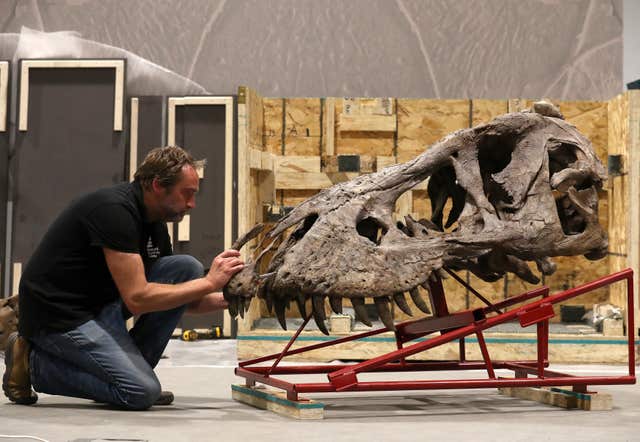 T Rex skeleton arrives in Glasgow