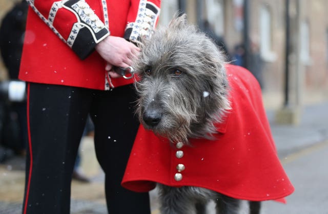 Irish Wolfhound Domhnall (Jonathan Brady/PA)