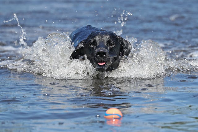 Dog in water