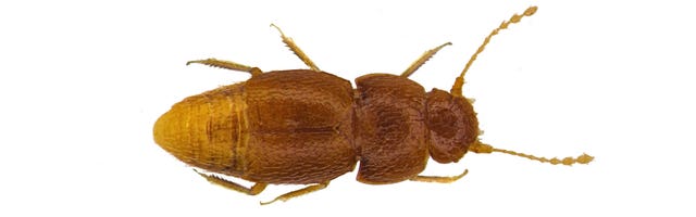 Species discovered in 2019