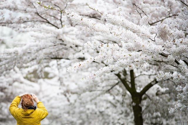A woman takes a photo of the blossoms