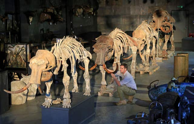 Rupert van der Werff, of Summers Place Auctions in Billingshurst, West Sussex, putting the final touches to a family of four mammoths. (Gareth Fuller/PA Wire)