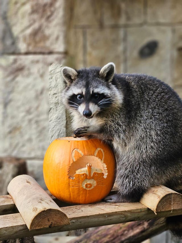 Raccoons with pumpkin for Halloween