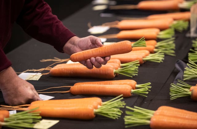 Harrogate Autumn Flower Show giant vegetable competition
