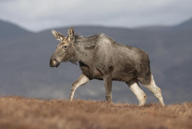 Moose spotted in the Scottish Highlands