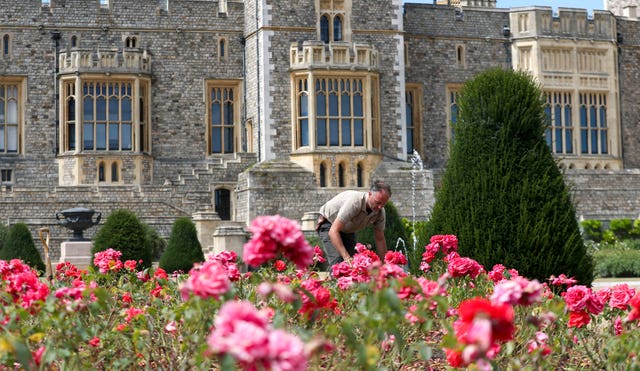 Windsor Castle’s East Terrace Garden features thousands of rose bushes. Steve Parsons/PA Wire