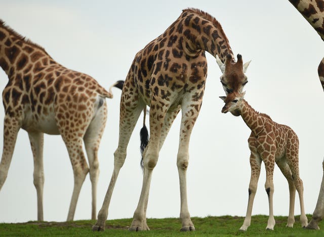 Rothschild’s giraffes have seen their fortunes improve (Joe Giddens/PA)