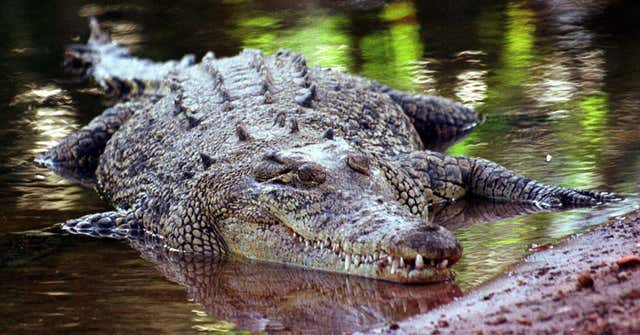 Brett Mann Crocodile Attack