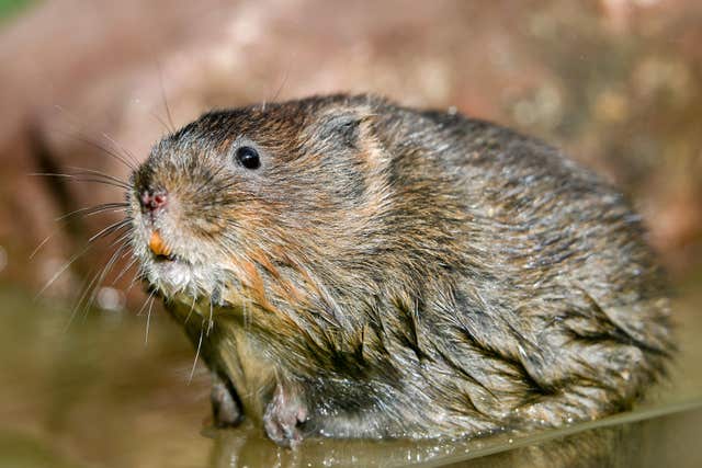 A water vole