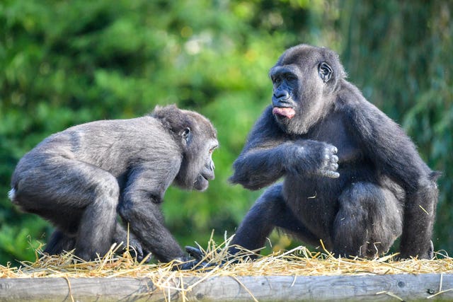 Gorilla family at Bristol Zoo