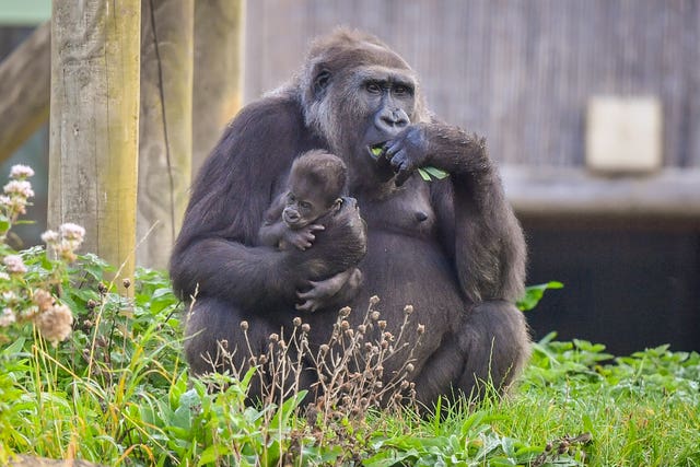 The baby has been struggling to feed with his mother Kala so keepers have intervened (Ben Birchall/PA).