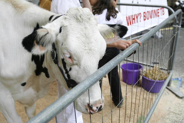 Government rules out cull of badgers