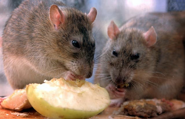 Rats – Keep Britain Tidy Week