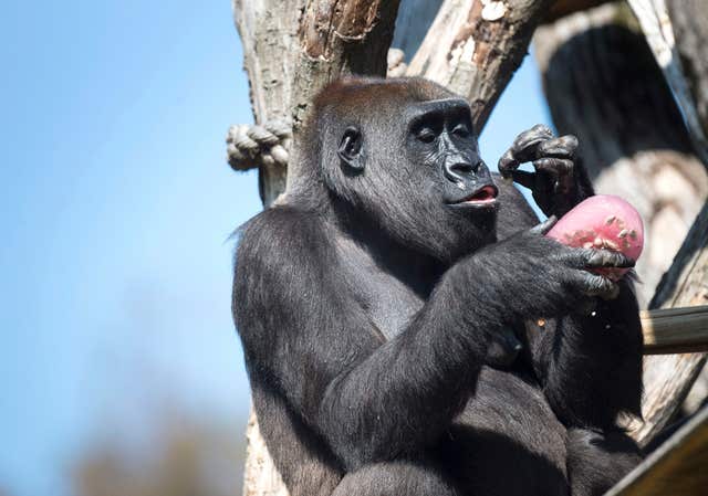 Gorillas at London Zoo