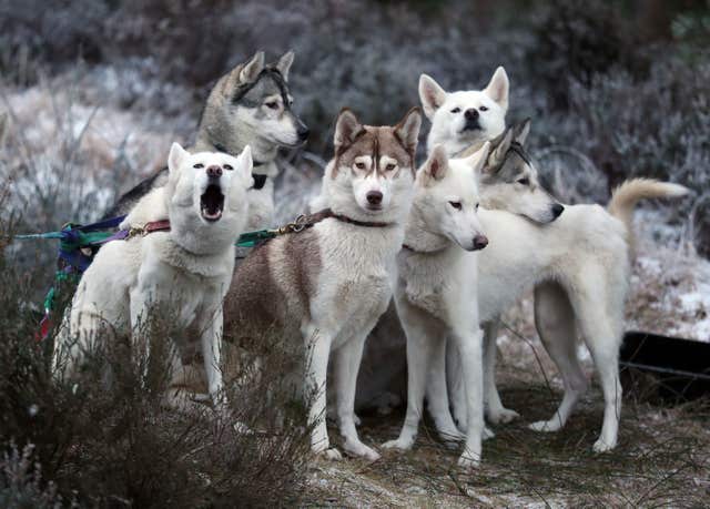 Aviemore Sled Dog Rally 2019
