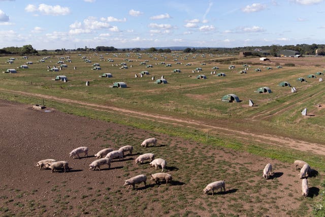 Pigs on a farm in Staffordshire