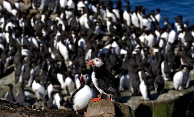 Around 44,000 pairs of puffins have been counted on the Farne Islands (Owen Humphreys/PA)