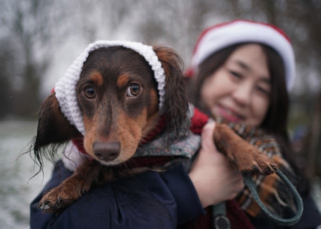Christmas Sausage Dog Walk