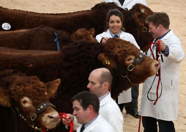 United Auctions’ Stirling Bull Sales